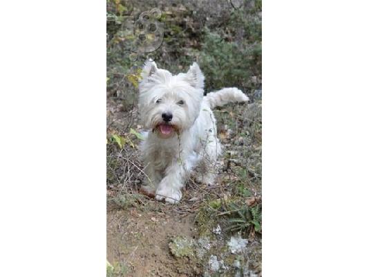 Westie Καθαροαιμα κουτάβια ευκαιρία Αθηνα 6988190151